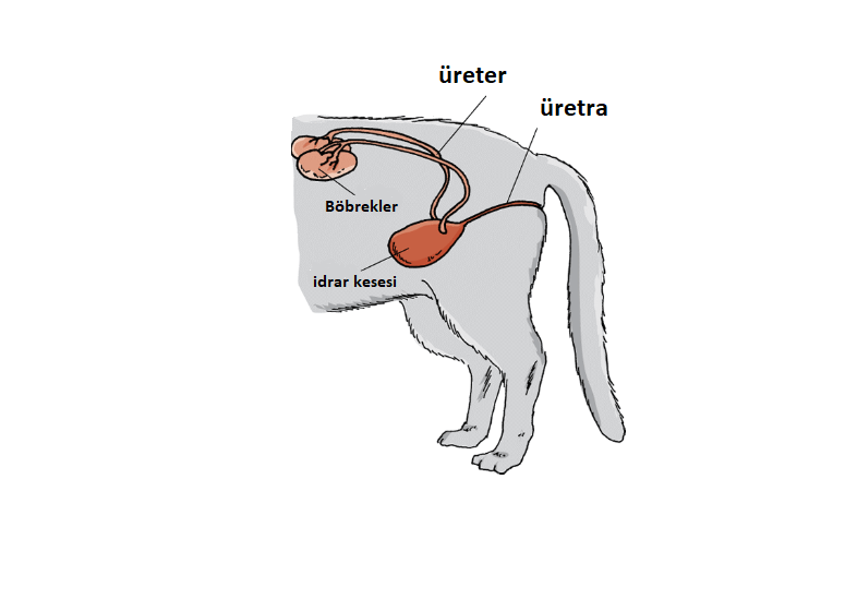Uriner Sistem Hastaliklari Istanbul Hayvan Hastanesi